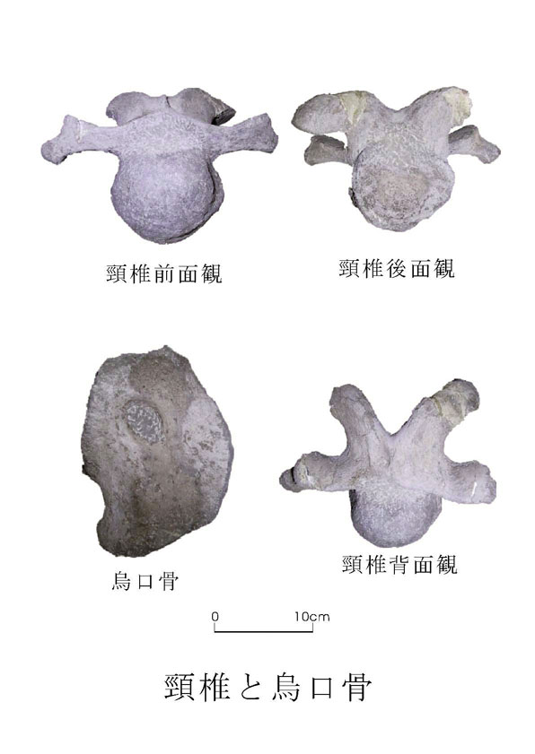 淡路島から関西初の恐竜化石の発見 - 兵庫県立 人と自然の博物館（ひと
